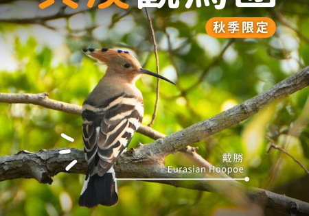 貝澳秋季觀鳥活動 2/11